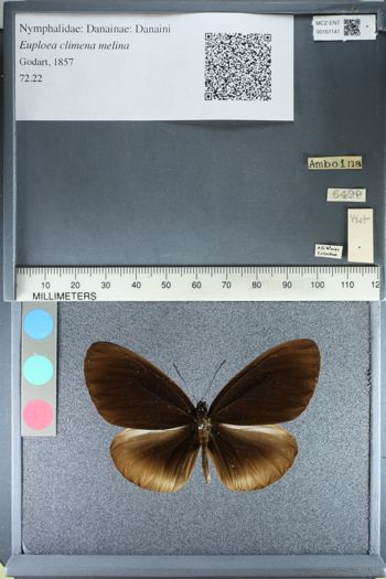Media type: image;   Entomology 161141
